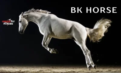 bk horse